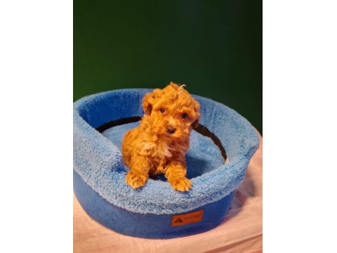 Mükemmel Maltipoo Yavrularımız