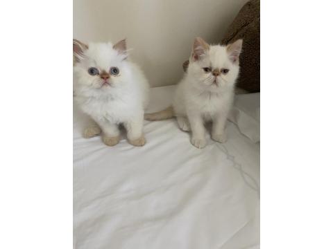 Mavi Gözlü İran Kedisi Yakışıklılar Yeni Yuvasına Hazır