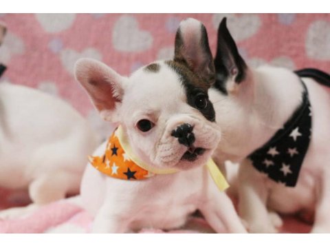 French Bulldog Yavrularımız