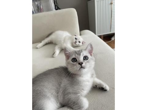 Silver Erkek British Shorthair Bebek