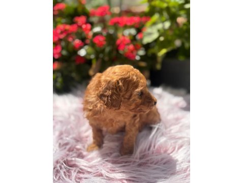 2 Aylık Erkek Poodle Bebek