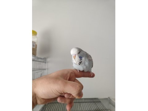 Yeni Yeme Düşen Show Jumbo Bilezikli Muhabbet Kuşları