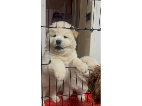 Chow Chow Cinsi Bebekler