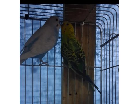 Renk Güzeli Takım Muhabbet Kuşlar