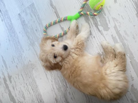 3 Aylık Maltipoo Köpeği