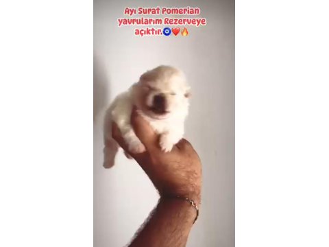 Pomeranian Bebeklerimiz Rezerveye Açıktır