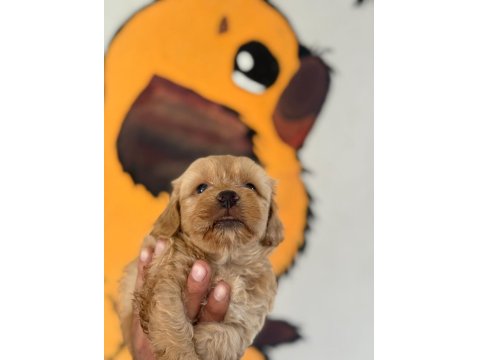 Harika Maltipoo Minikler