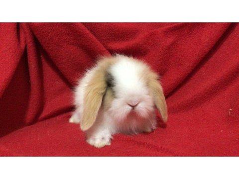 A Kalite Hollanda Teddy Lop Tavşanlar İçin Ulaşın