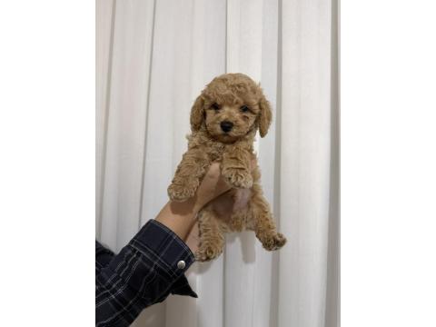 Toy Poodle Köpeği