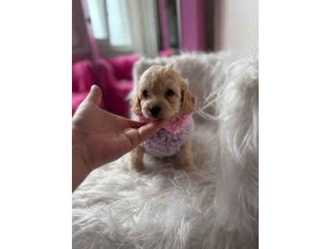 Orjinal Maltipoo Yavrular