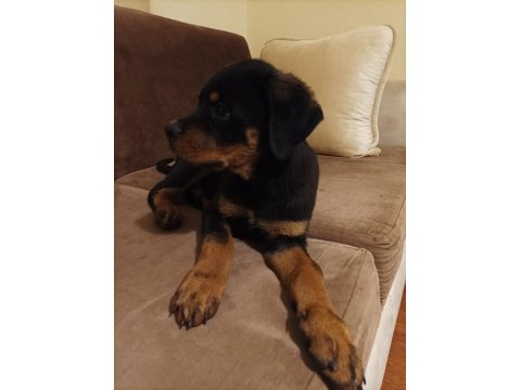 Rottweiler Safkan 75 Günlük Erkek