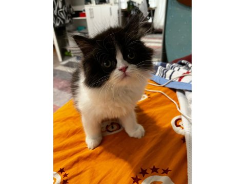 İran Kedisi Yavrularımız Yeni Yuvalarını Arıyor