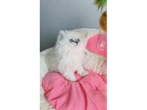 Özel Sevenlere Ns1133 British Longhair