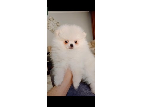 Pomeranian Boo Mini Boy Dişi