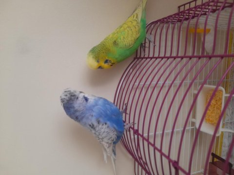 Renk Güzeli Jumbo Muhabbet Kuşlar