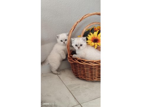 Muhteşem Silver Point British Shorthair