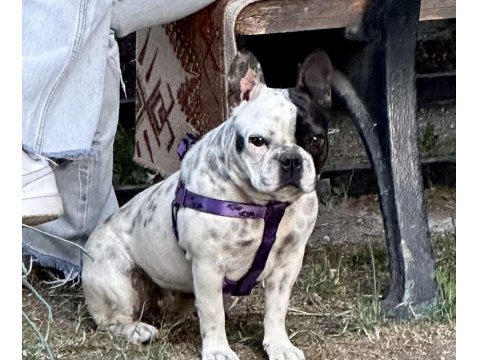 1 Yaşında Sakin Çok Uysal Akıllı French Bulldog
