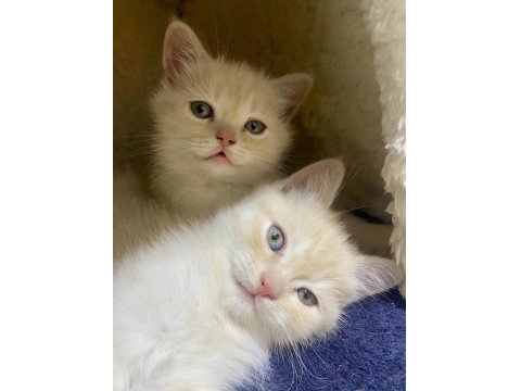 10 Gün Sonra Sütten Kesilmeye Hazır Rezerve Kediler