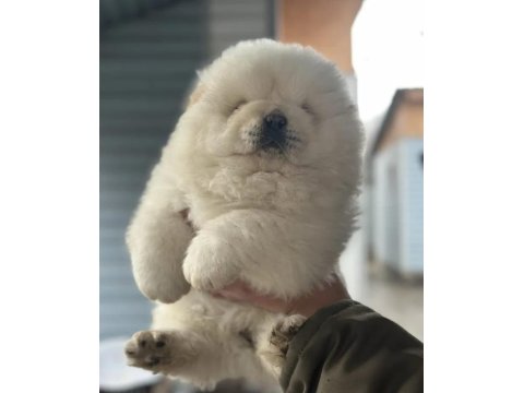 Pofuduk Chow Chow Yavru Köpeklerimiz