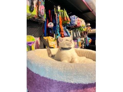Show Boy Show Kalite British Shorthair Erkek