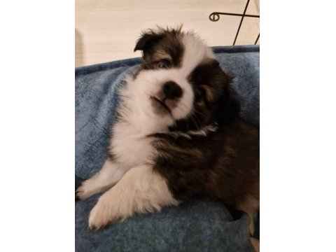 Kendi Köpeğimin Bebişleri (Sadece Niğde İçi)