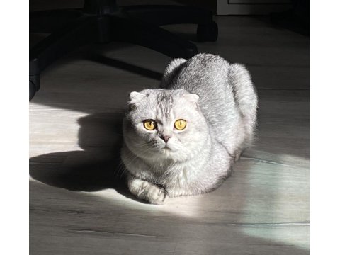 Scottish Fold (Erkek) Yeni Yuvasını Arıyor