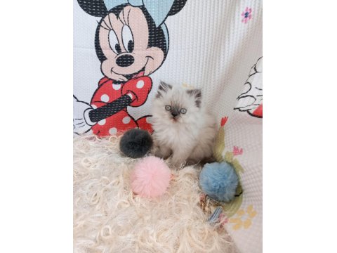 Yavru İran Kedileri