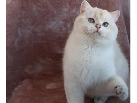 British Longhair Golden Point Safkan Yavru