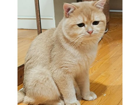 Bademim Ücretli Sahiplendirilecek Kedimiz