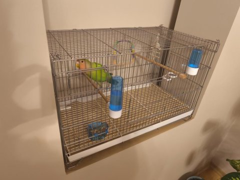 3 Aylık Dişi Sevda Papağanı