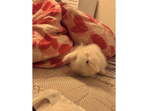 Hollanda Lop Tavşanı