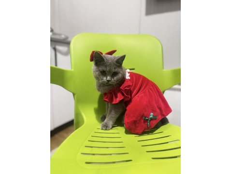 British Shorthair 1.5 Yaşında Dişi