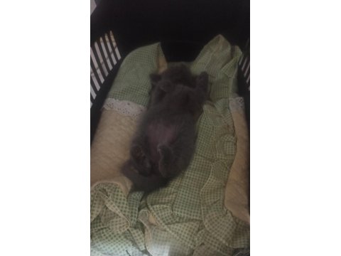 British Shorthair Kediler