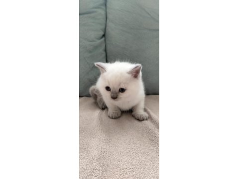 Safkan British Shorthair Yavrularım Yeni Yuvalarını Bekliyor