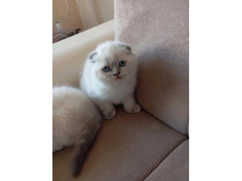 Scottish Fold Mavişlerim