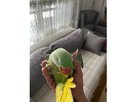Full Evcil Alexander Papağanı 3 Yaşında