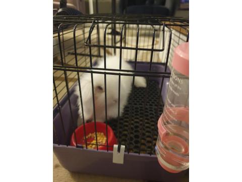 4 Aylık Beyaz Tavşan Lokum Tadında