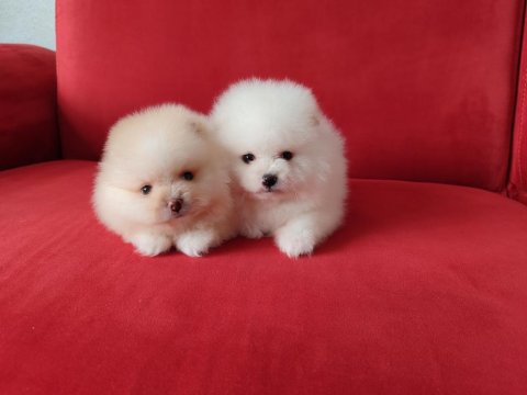 Pomeranian Dişi