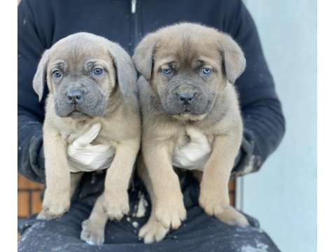 Cane Corso Cinsi Köpek Yavruları