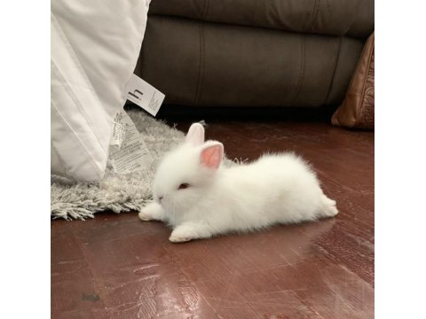 Sevimli Cüce Tavşan Yavru