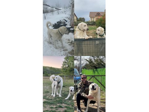 Şecereli Orjinal Akbaş Dişi Ve Erkek 3 Yaşında