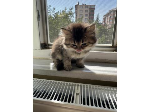British Longhair 2 Aylık