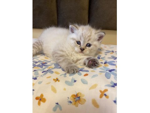 Blue Point Kedilerim Sahibini Arıyor