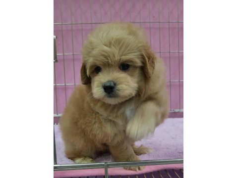 F2 Maltipoo Yavru Köpekler