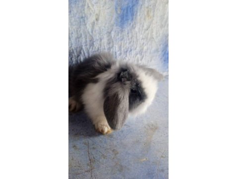 Teddy Lop Tavşanı Yavrular 30 Günlük