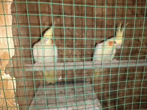 Çift Lutino Sultan Papağanı