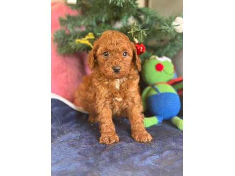16 Yıllık İşletmeden Saf Kan Garantili Poodle Yavruları