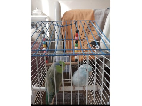 Çift Forpus Papağanı Damızlık