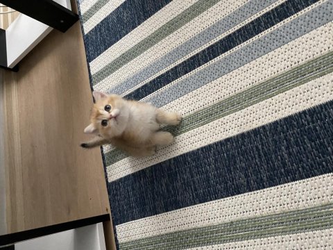 British Shorthair Golden Ny11 Yavrular