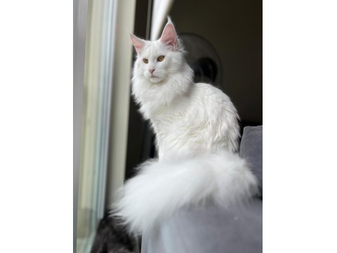 Safkan, Anne Ve Babası Şecereli Dişi Maine Coon **Uygun**